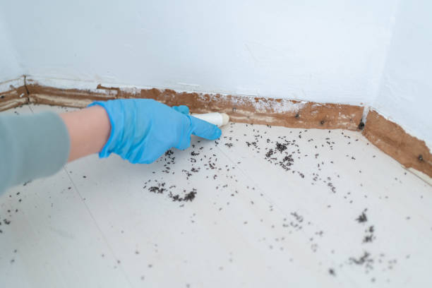 Best Termite Control Services  in Greensburg, IN